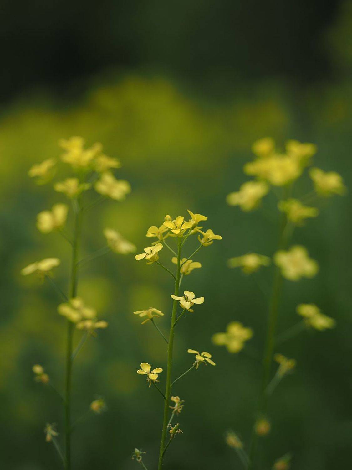 , Сергей Духанин