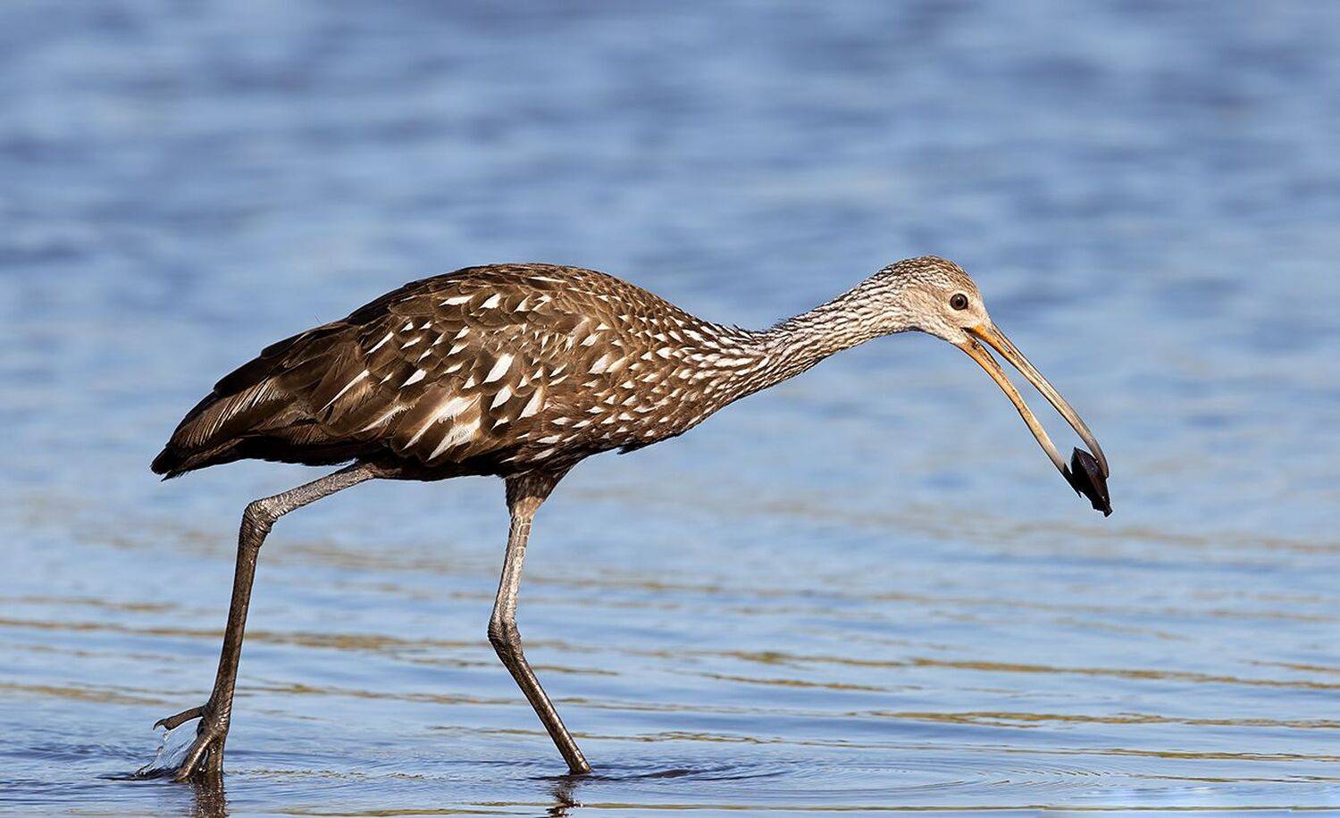florida, limpkin, пастушковый журавль, флорида, Elizabeth Etkind