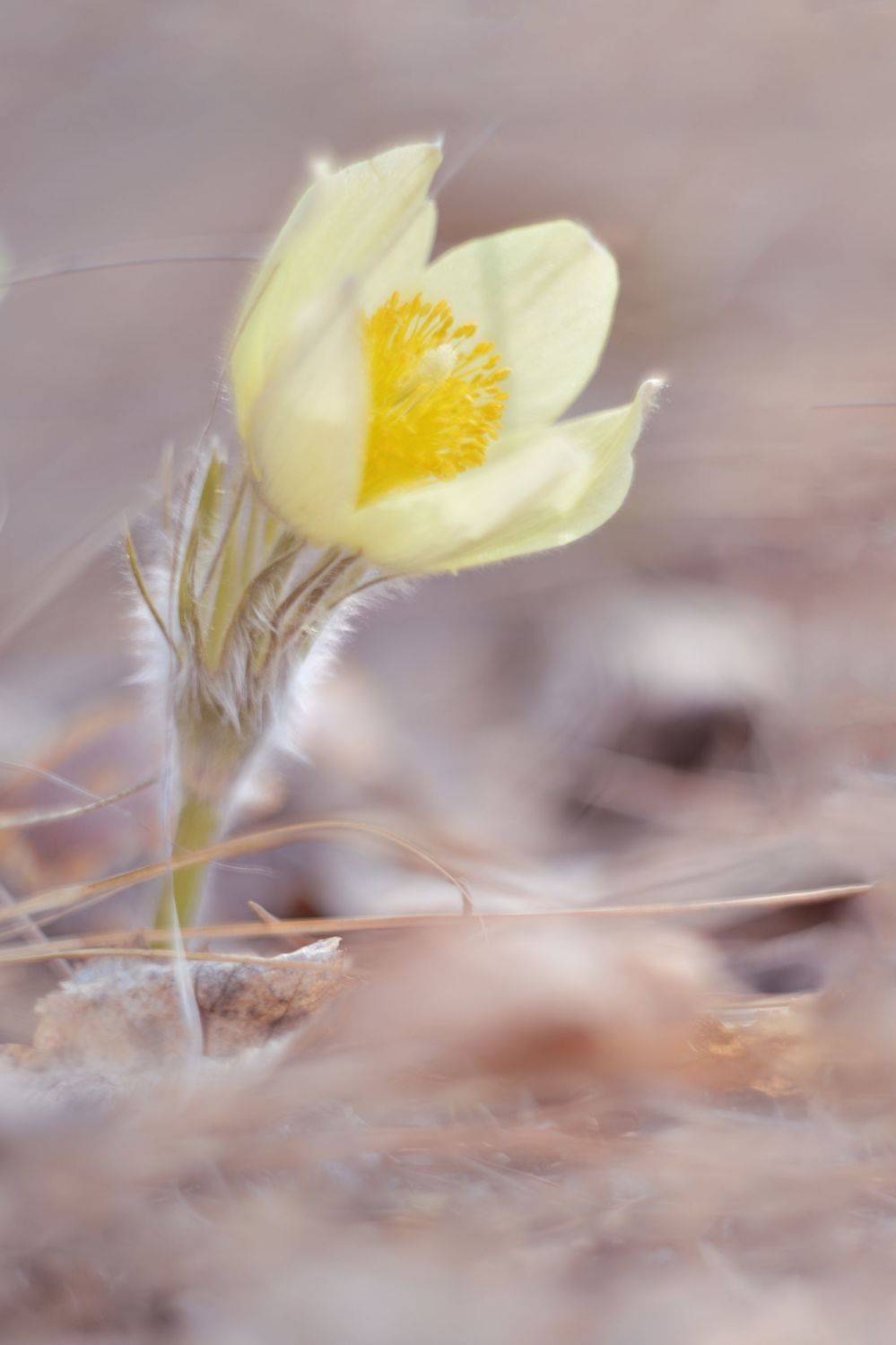 , Воинкова Ирина