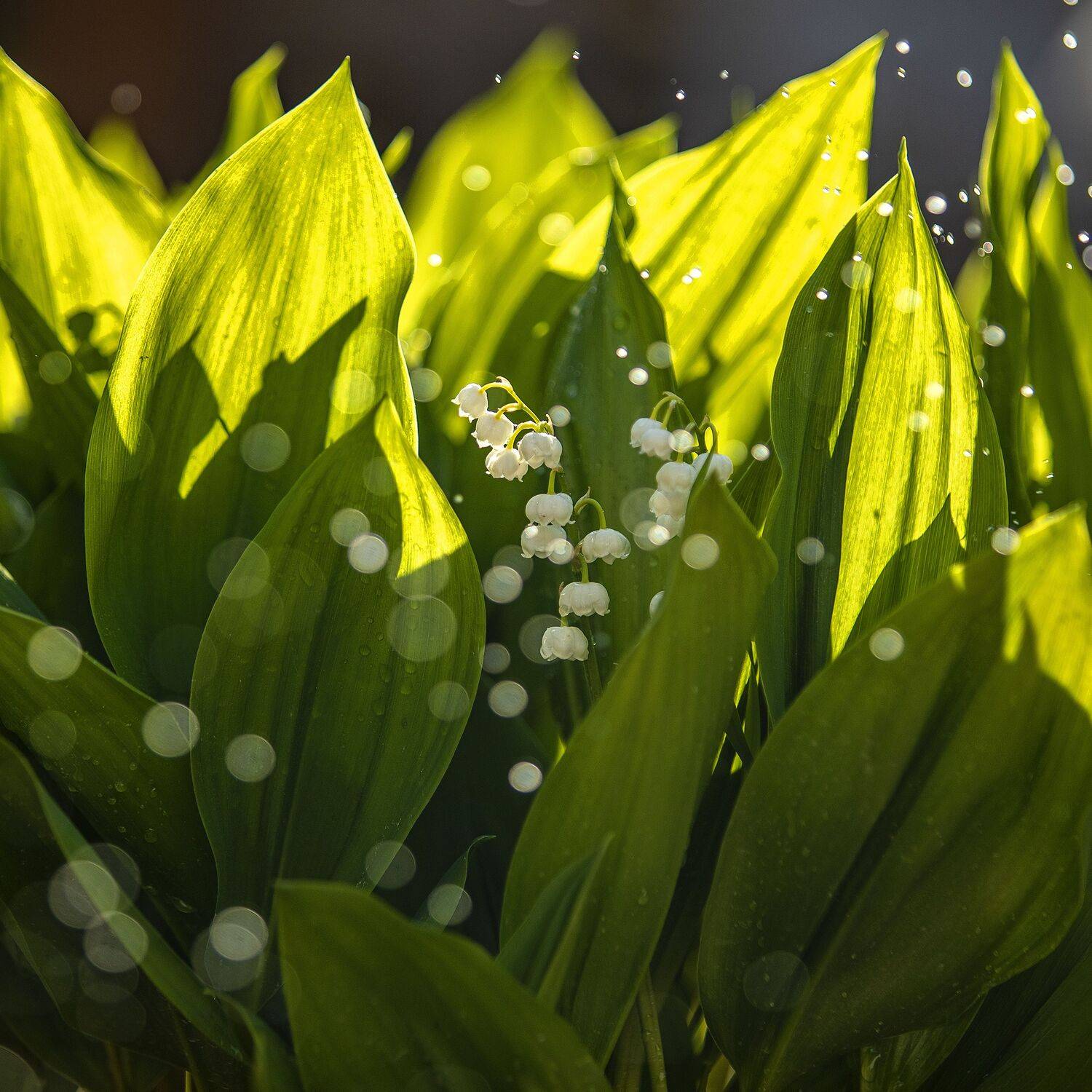 цветы, лето, макро, ландыши, Александр Игнатьев