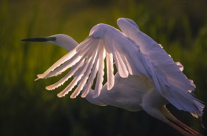 *** фото превью