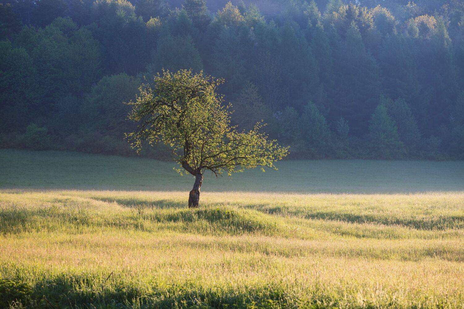 bieszczady, spring, mountains, green, sky, fog, morning, lanscape, tree,  Mirosław Pruchnicki