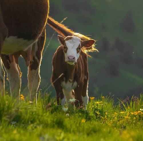 Коровы на горных лугах