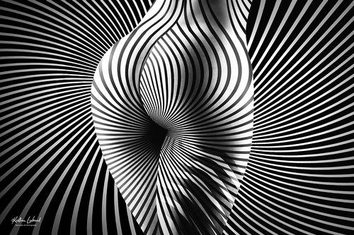 zebra excentrica