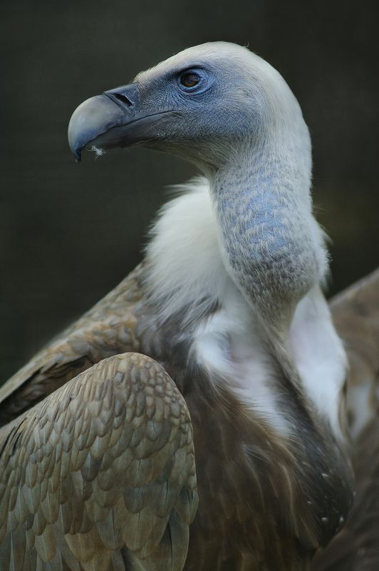 Griffon vulture фото превью