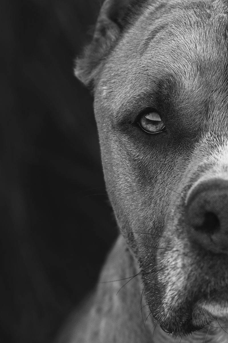 собака, животное, dog, стафф, Евгений Крутиков