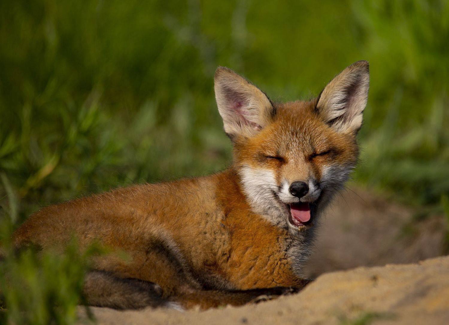 живая,дикая природа, Валерий Черняк