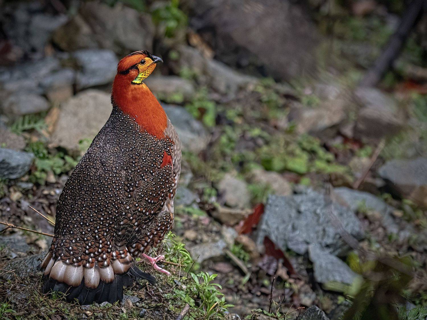 Blyth's Tragopan Mishmi Hills Arunachal Pradesh, Arpan Saha
