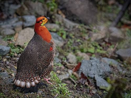 A Dream Bird...
