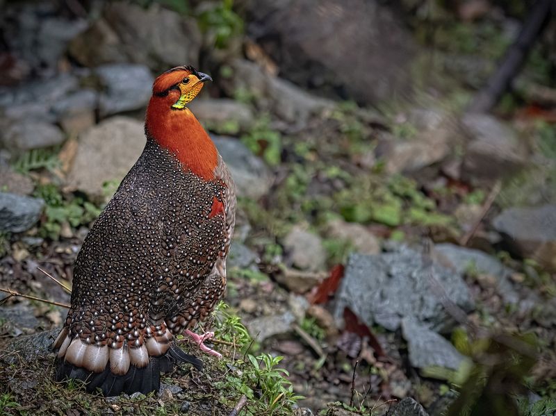 Blyth\'s Tragopan Mishmi Hills Arunachal Pradesh A Dream Bird... фото превью