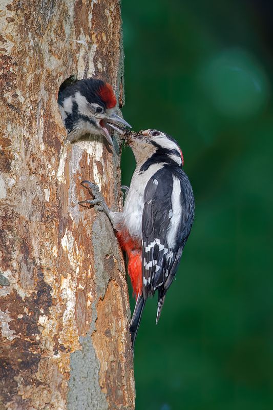 woodpecker; bird; nature; wildlife Fooding фото превью