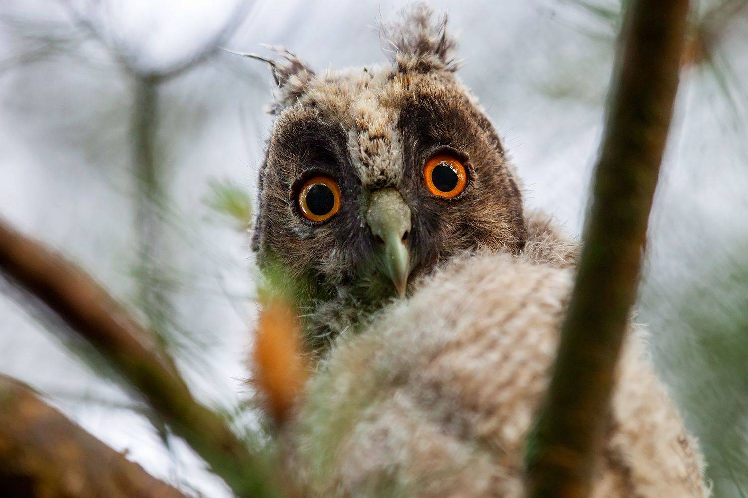 сова, совёнок, ушастая сова, слёток, Екатерина Бакулина