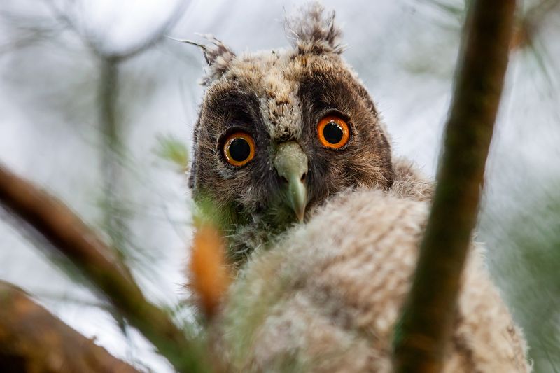сова, совёнок, ушастая сова, слёток Кто здесь?! фото превью