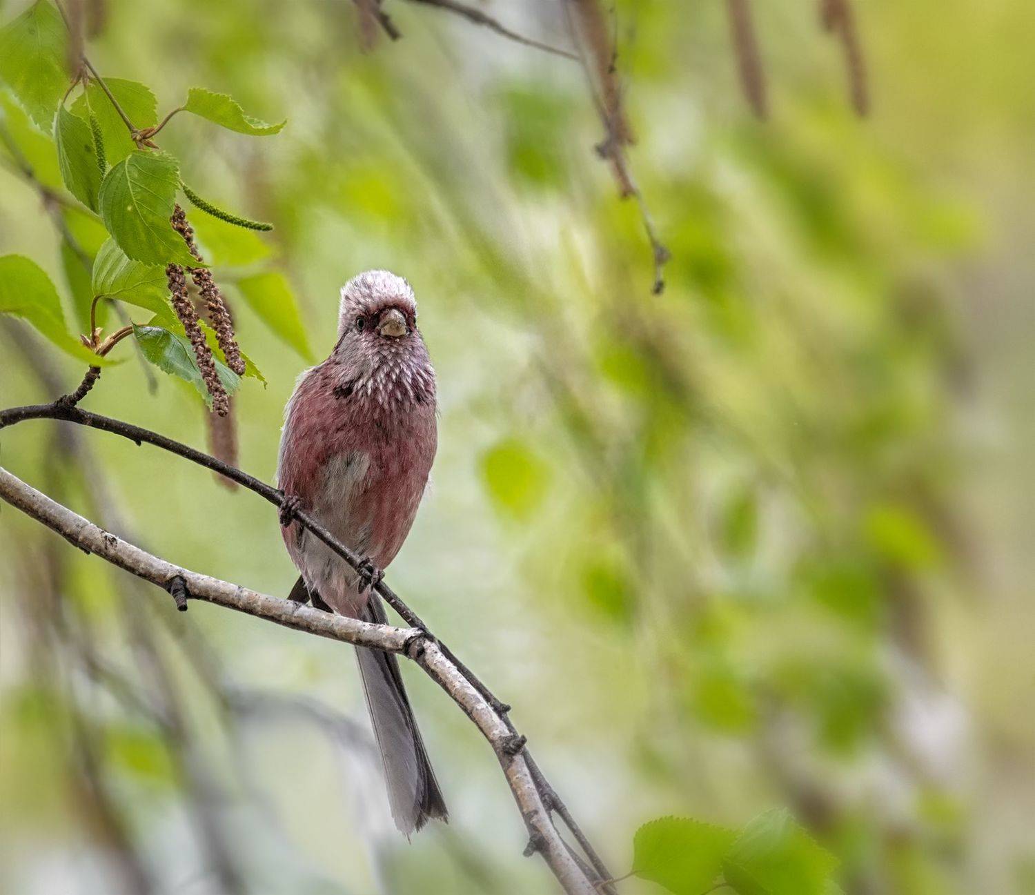 птица, урагус, самец,, Марина Мочалова