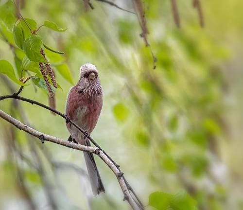 Урагус (самец).