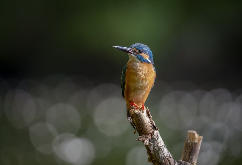 Зимородок фото превью