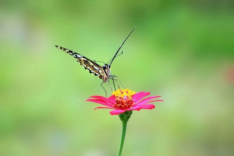 butterfly landing фото превью