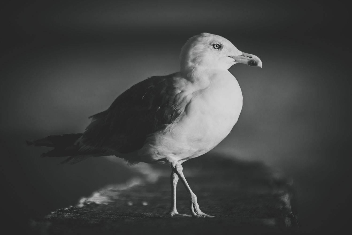 клюв, птица, птицы, чайка, чайки, Vladimir Kedrov