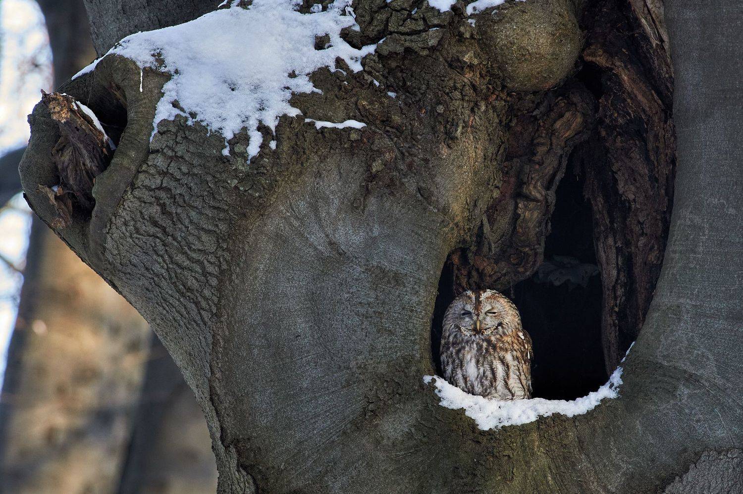 nature, wildlife, birds, owls, Калин Ботев