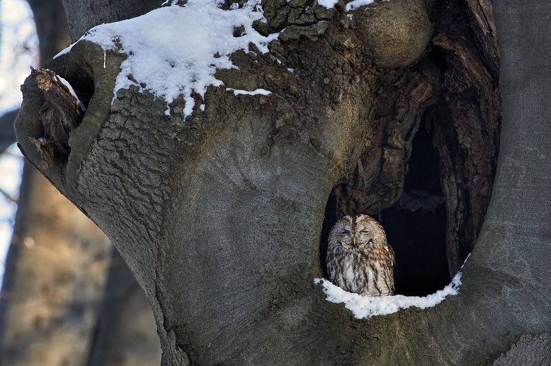 nature, wildlife, birds, owls *** фото превью