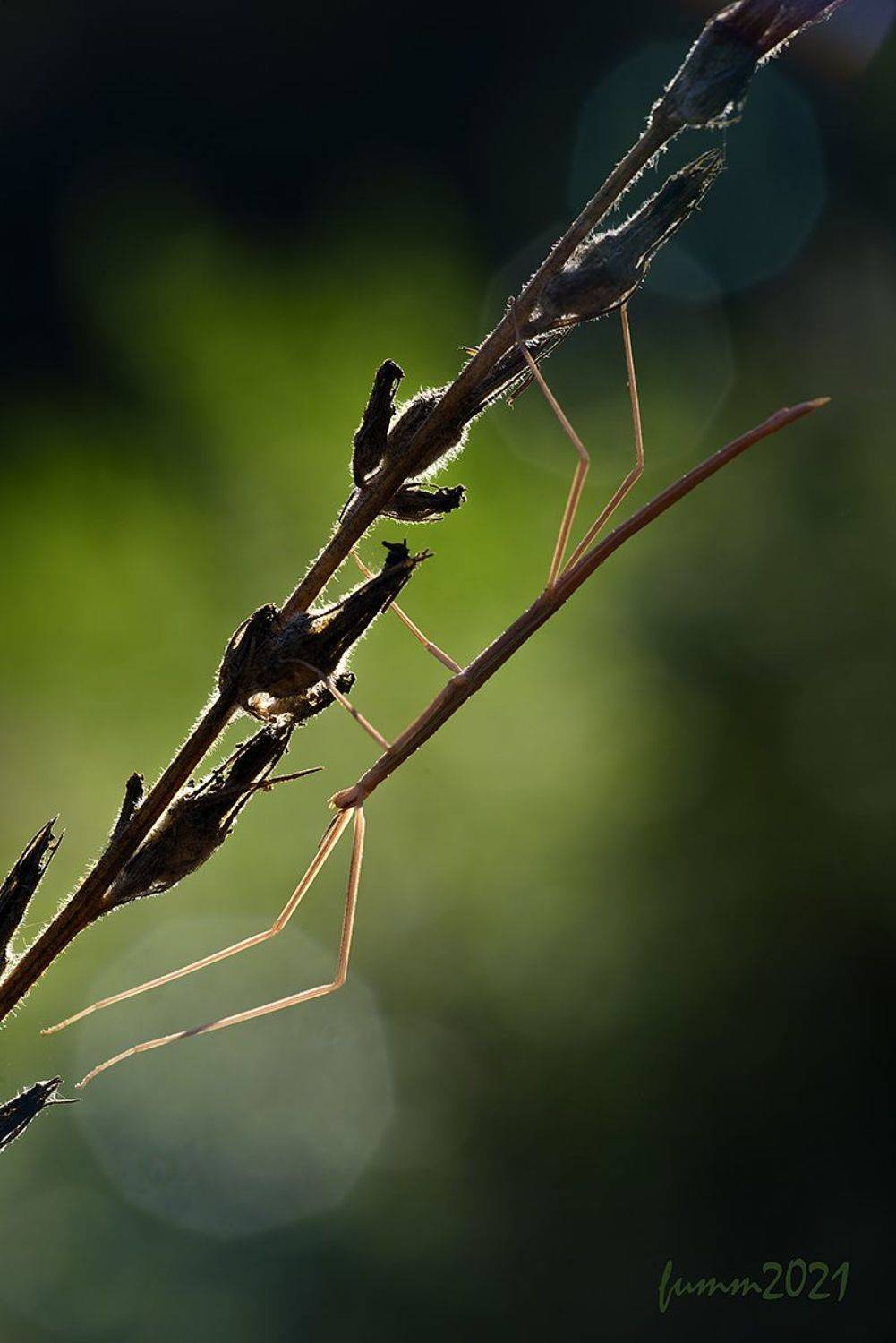 , Игорь ФУММ