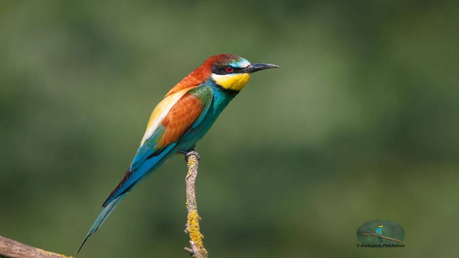 wildlife, Alexander Plekhanov