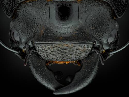 Dorcus parallelipipedus.