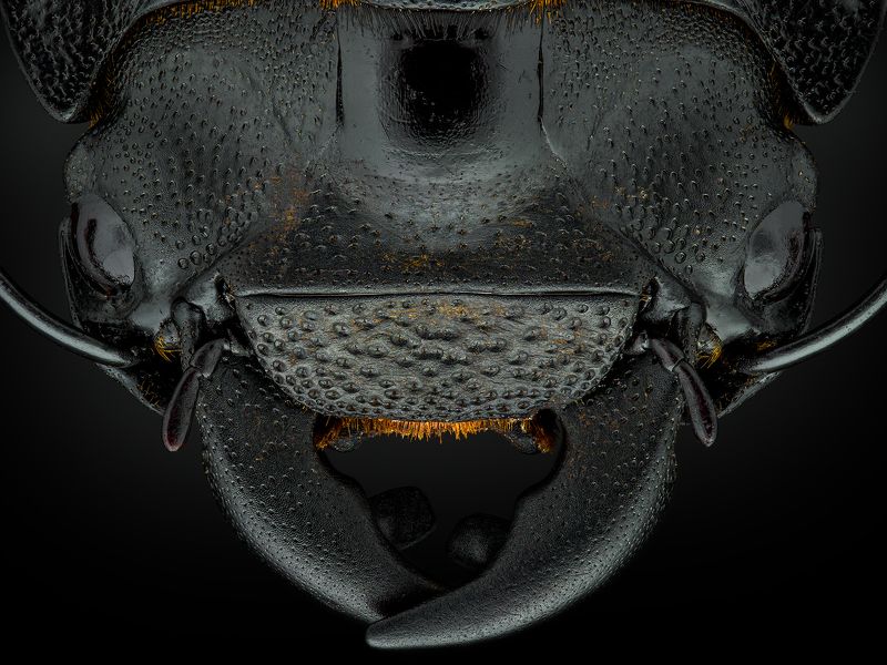 irass, waledzik, nat geo, olympus, close up, macro, extreme macro, макро Dorcus parallelipipedus. фото превью