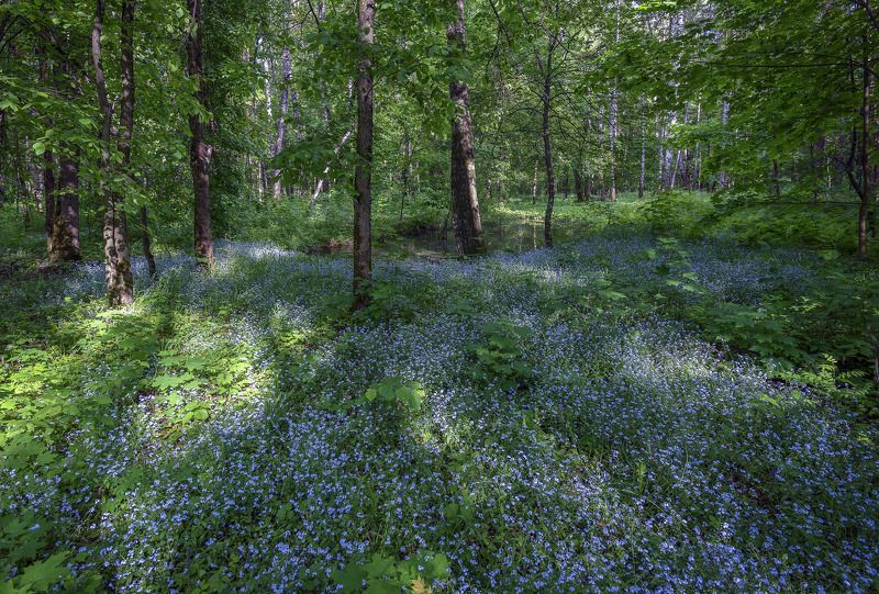 Незабудки фото превью