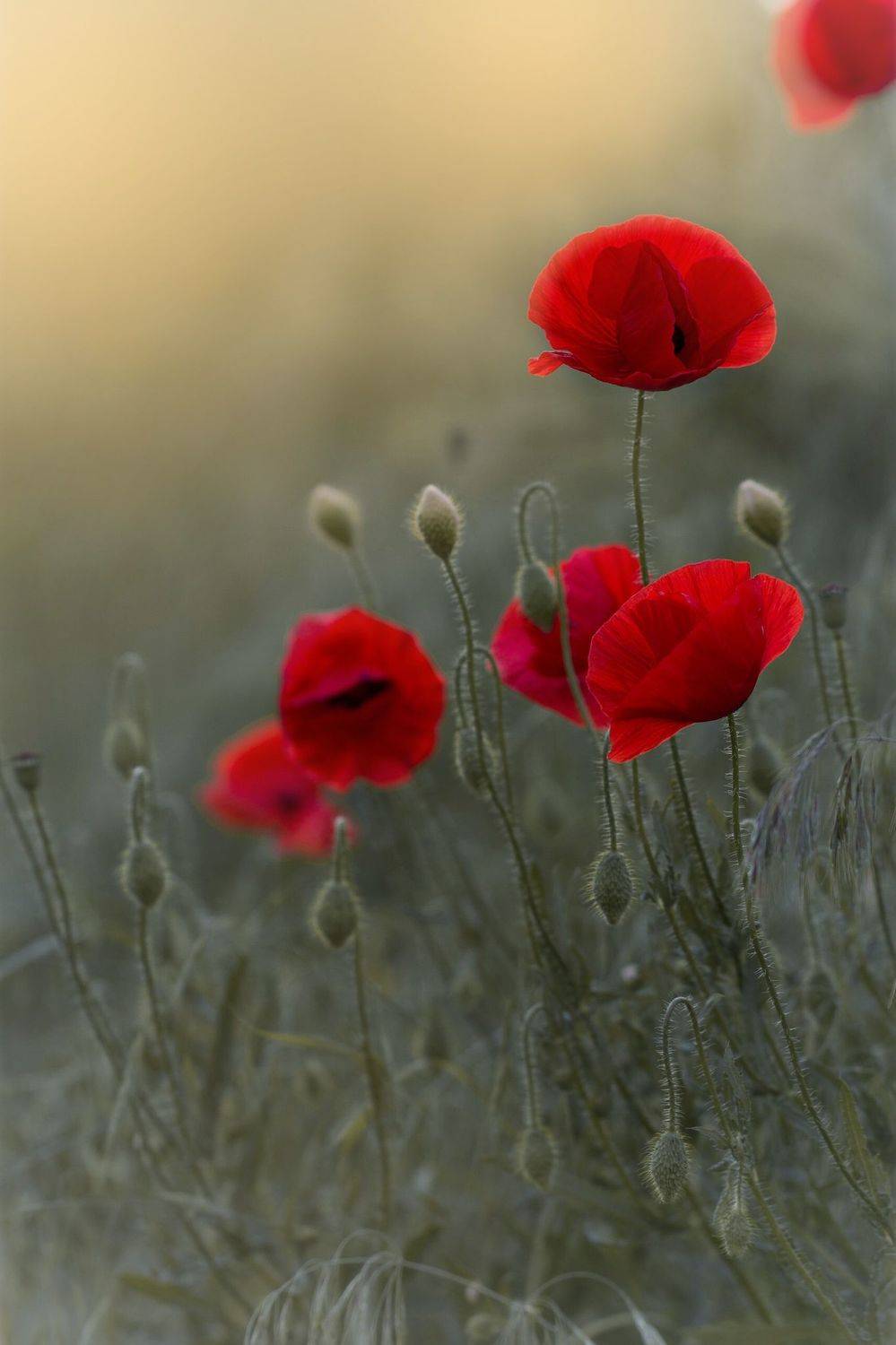 , Юлия Хворостяная