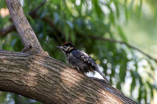 Купание малого дятла