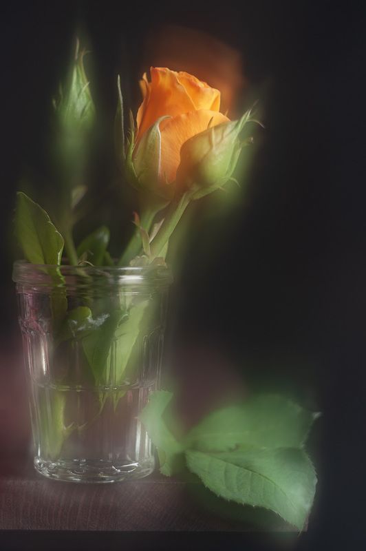 розы, желтая роза Немного жёлтеньким разбавить тоже можно фото превью