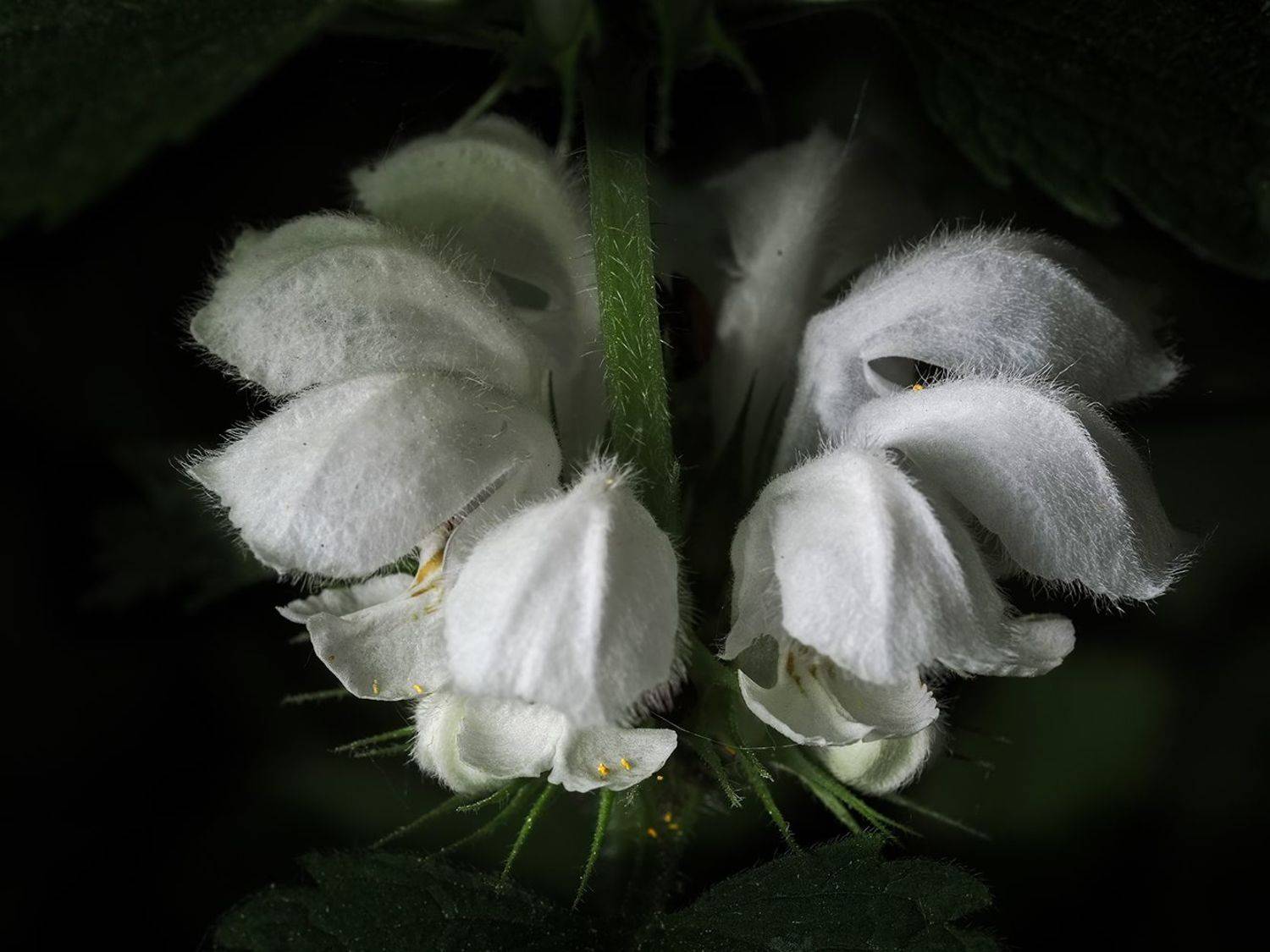 , Сергей Духанин