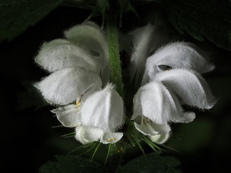 яснотка белая (глухая крапива) фото превью