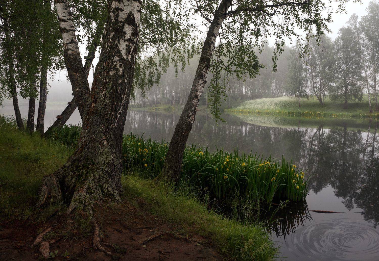 лес, свет, утро, природа, Баранов Олег