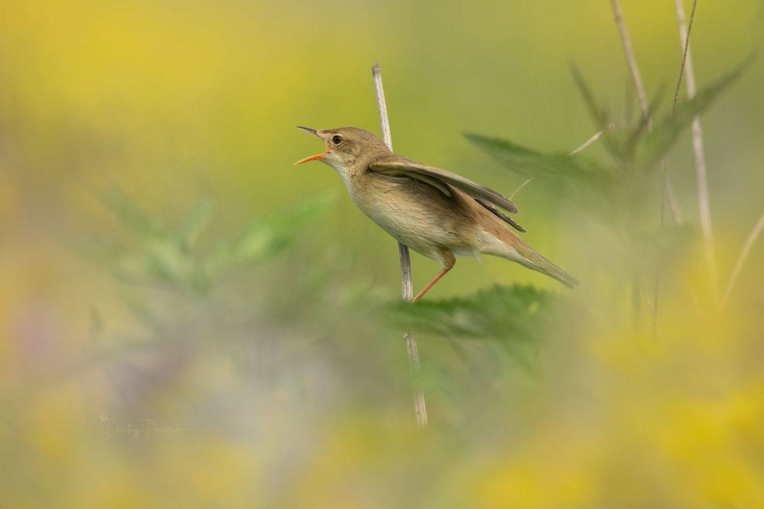 природа, лес, поля, огороды, животные, птицы, макро, Дмитрий Посевич