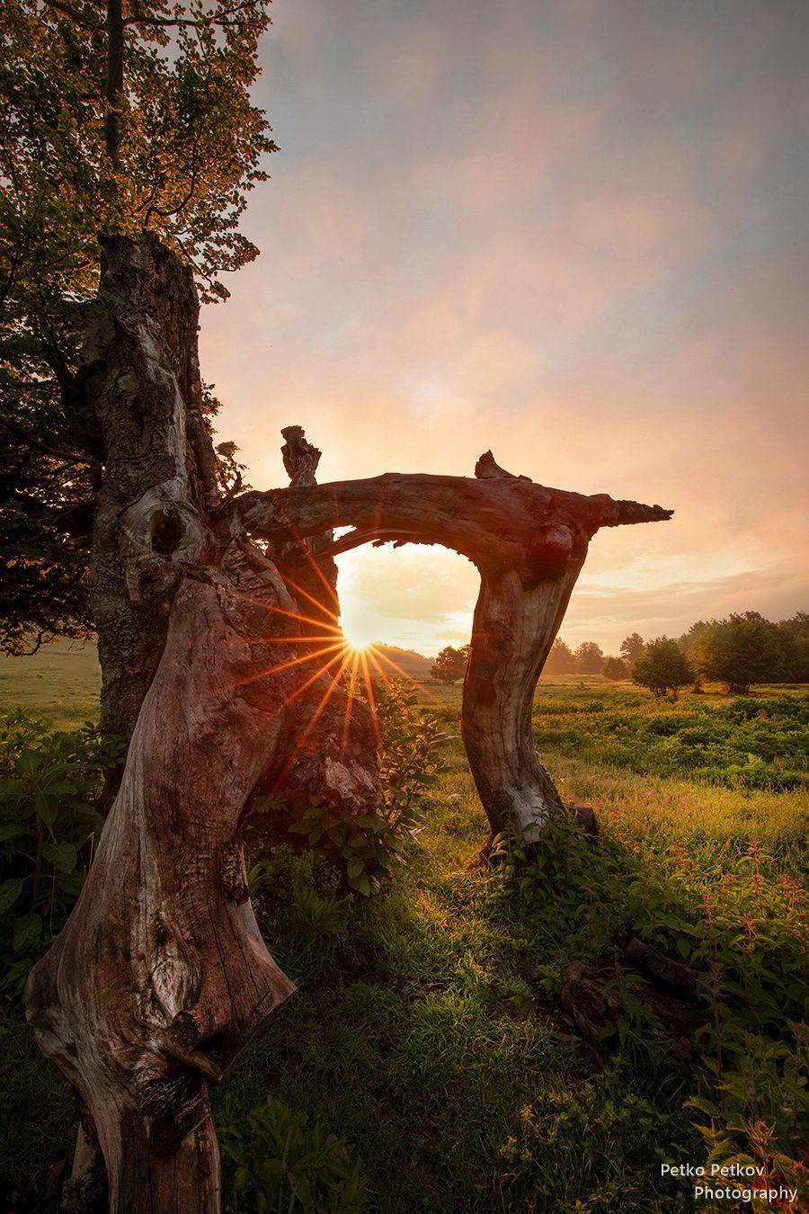 , Петко Петков