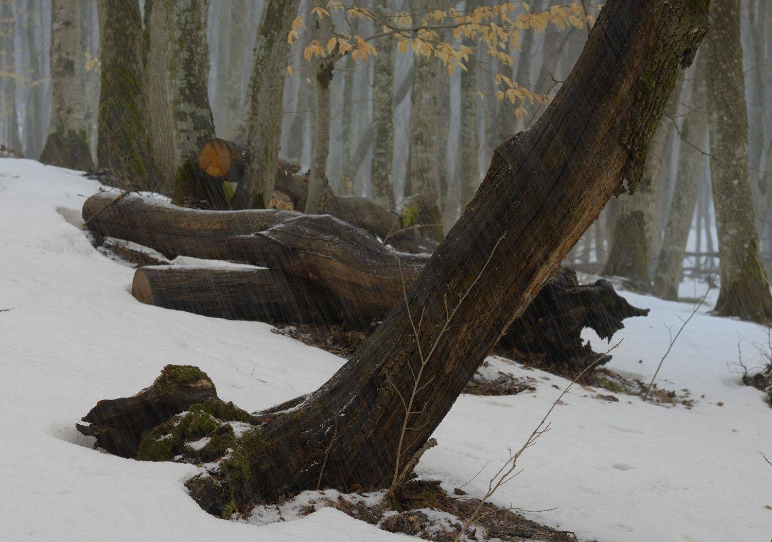 зима туман лес утро, Александр Жарников