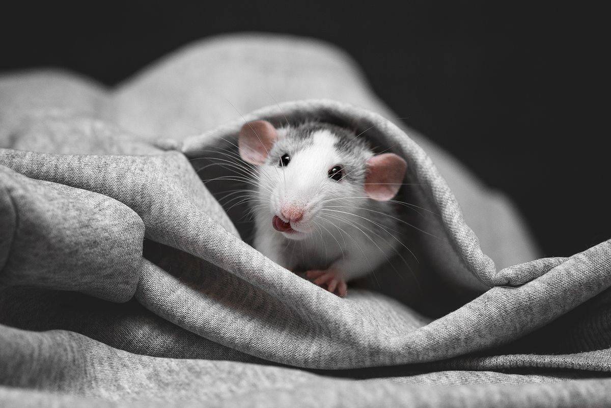 крыса, крыса дамбо, животные, грызуны, Евгений Крутиков
