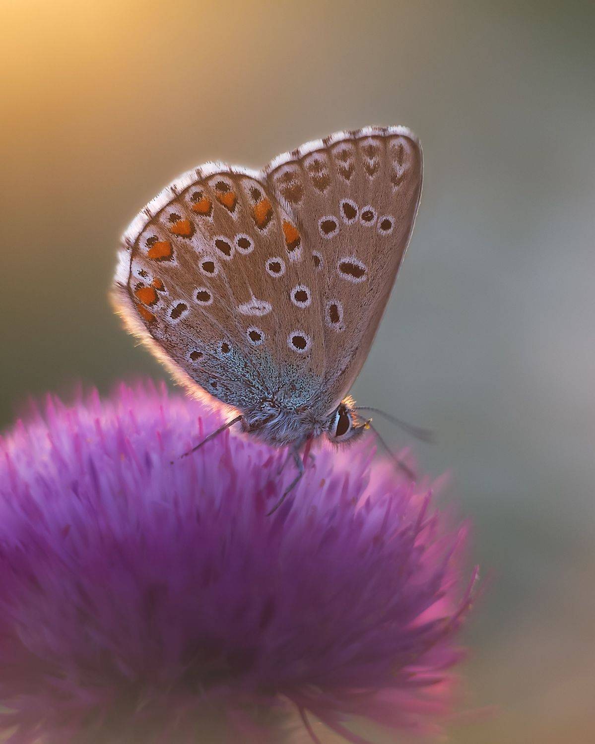 бабочка, голубянка, насекомое, макро, голубянка икар, боке, Екатерина Дмитренко