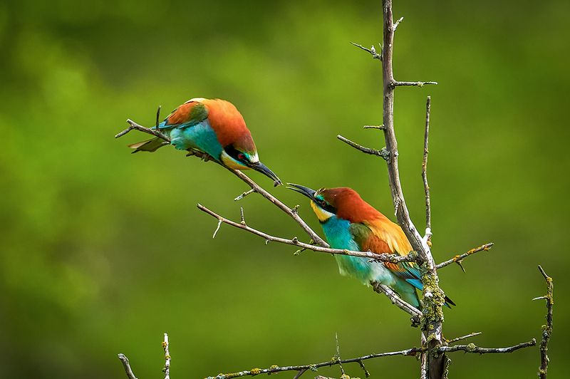 Ухажёр фото превью