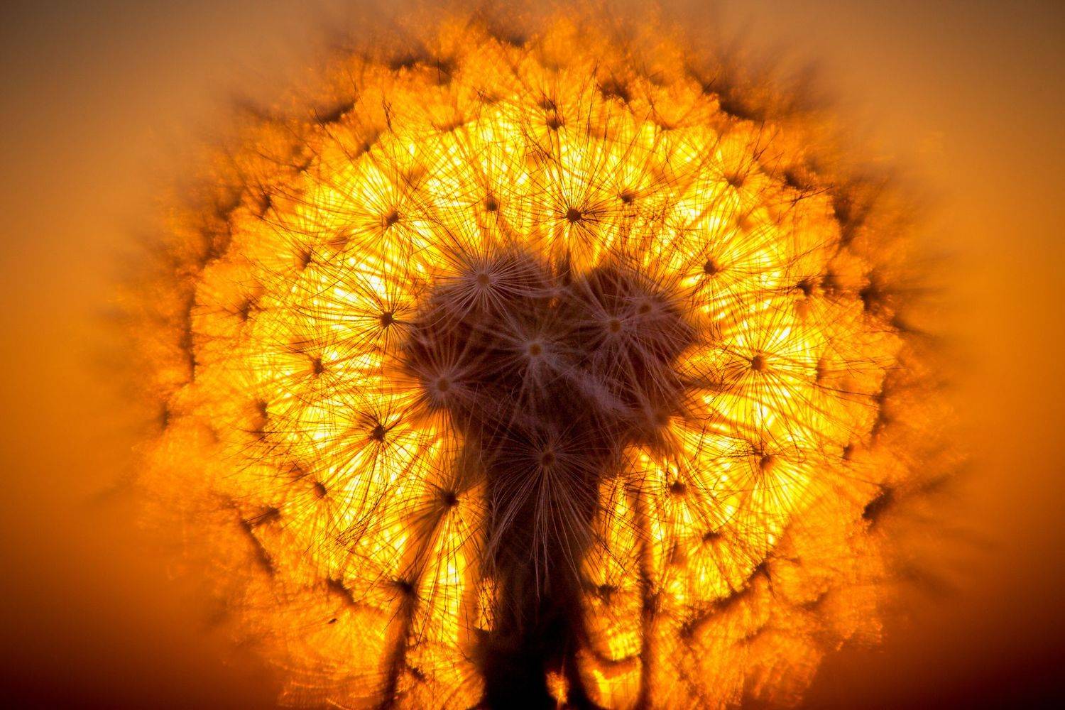 , Сигида Дмитрий