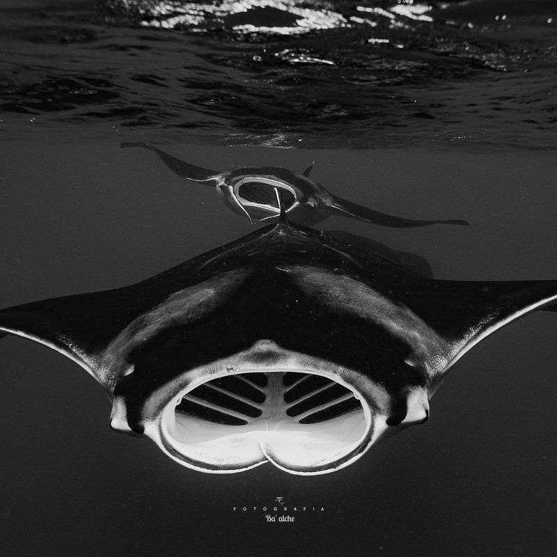 Titan фото превью