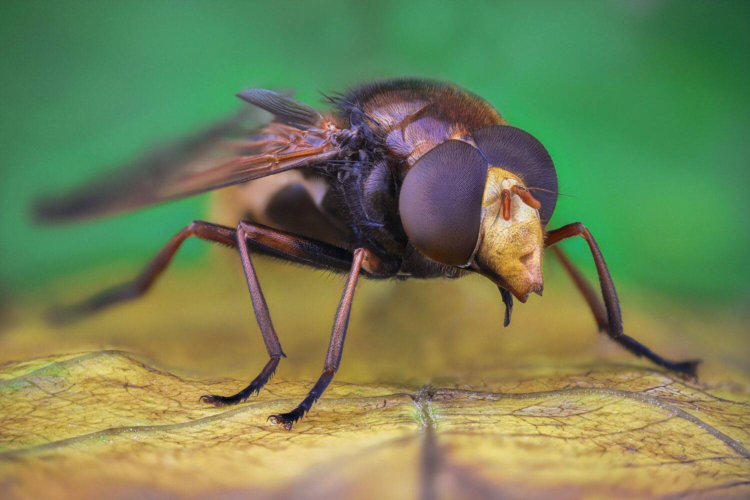 ceclii, macro, lomo 3.7, Tsvetan Ganev