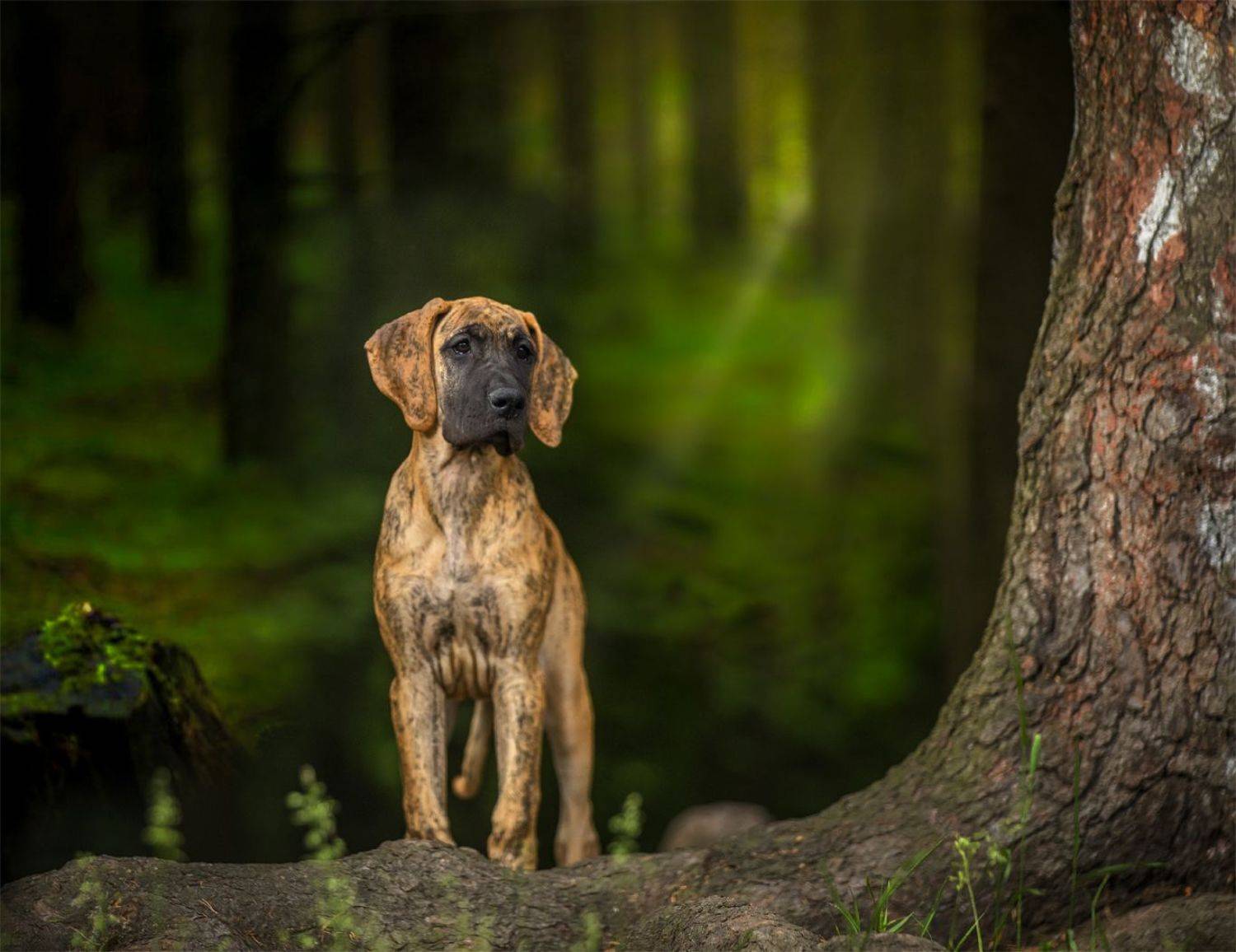 , Андрей Ершов