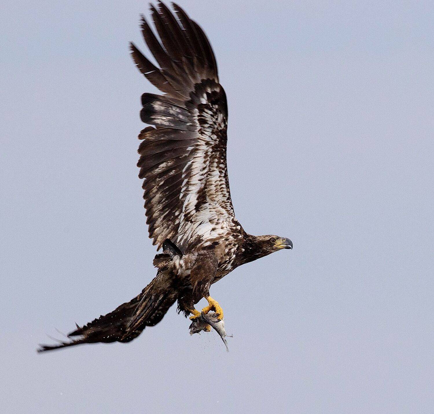 хищные птицы, eagle, орел, florida, raptor, флорида, bald eagle, Elizabeth Etkind