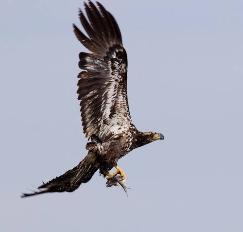 Bald Eagle - Белоголовый Орлан. Молодой