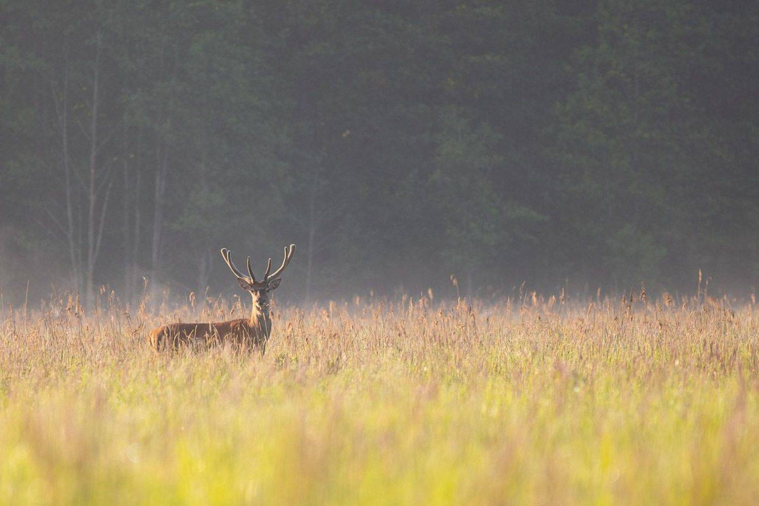 ssaki,las,przyroda,natura,puszcza białowieska, Marcin Zakrzewski
