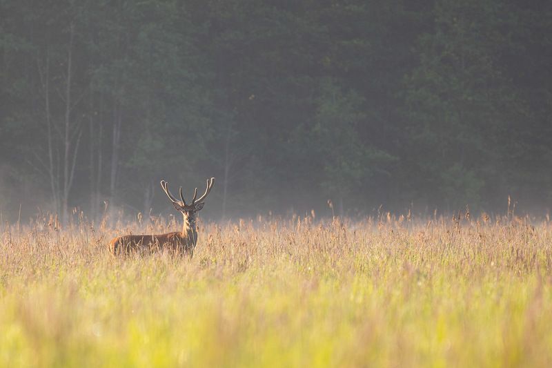 ssaki,las,przyroda,natura,puszcza białowieska Jeleń  фото превью