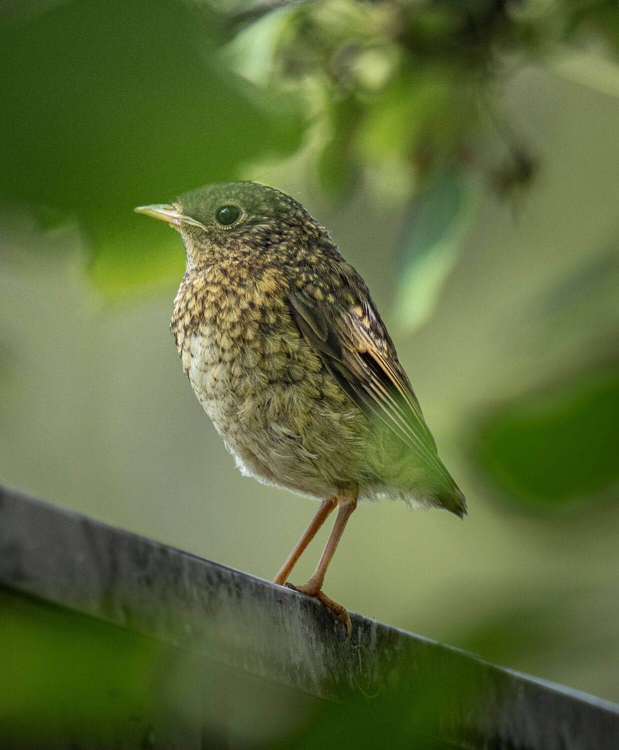 , Курлянцев Алексей